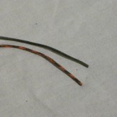 シールド内部の線材の写真です。22AWG 単線です。